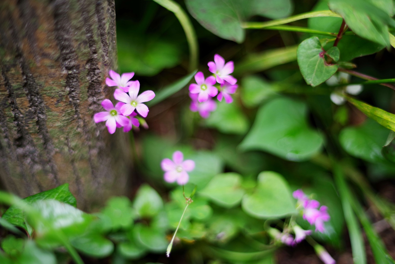 smc PENTAX-FA 50mmF1.4 classic