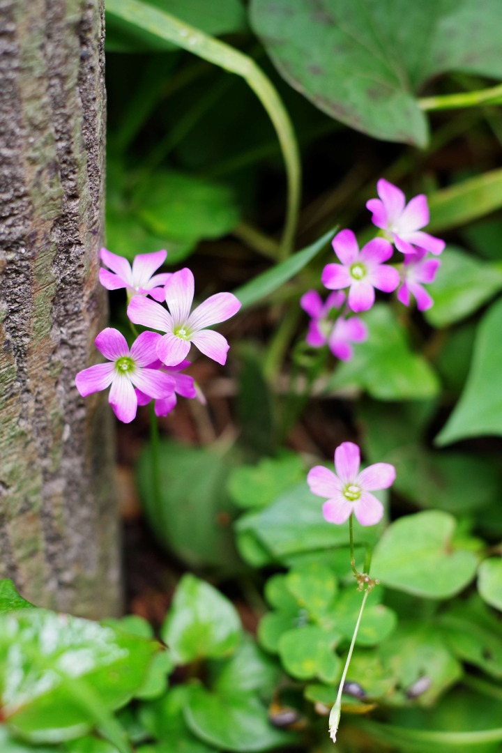 smc PENTAX-FA 50mmF1.4 classic