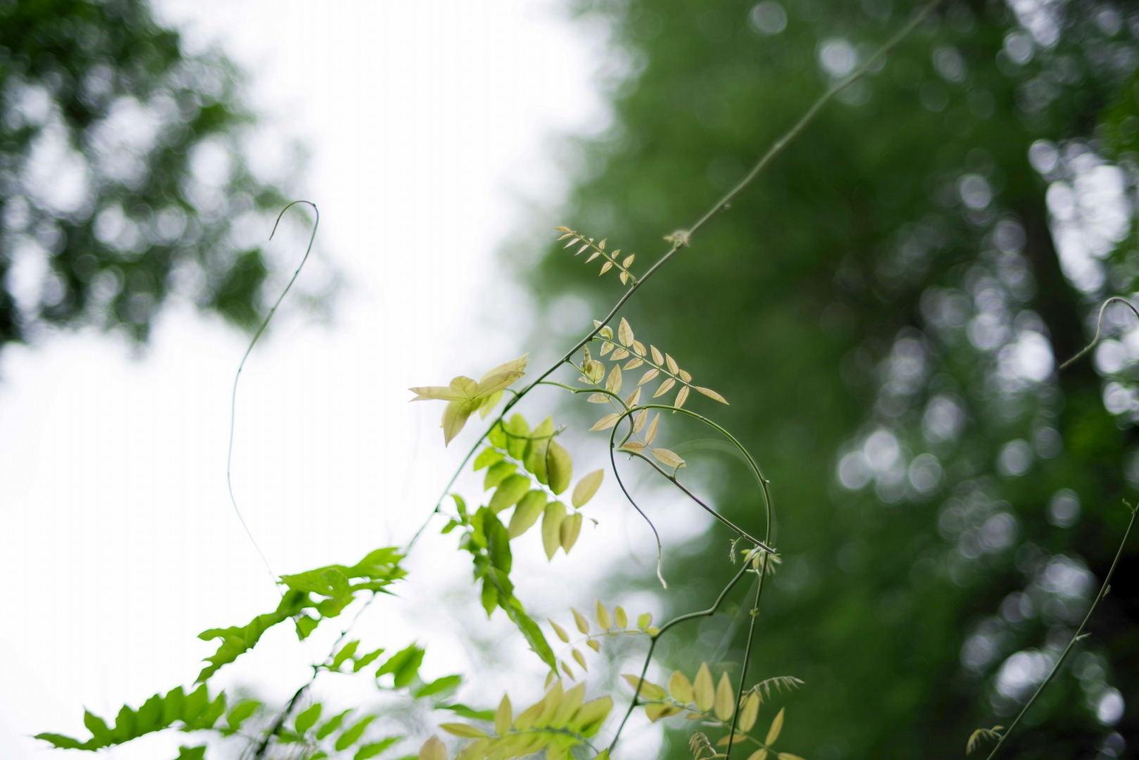 smc PENTAX-FA 50mmF1.4 classic
