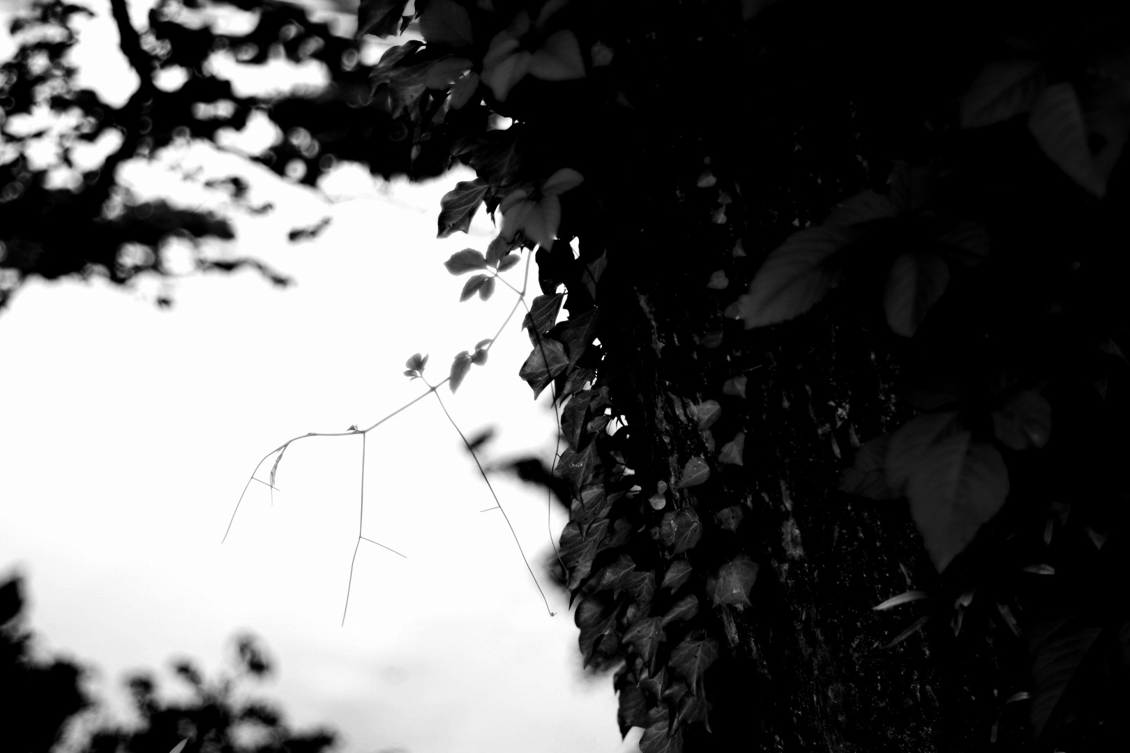 smc PENTAX-FA 50mmF1.4 classic