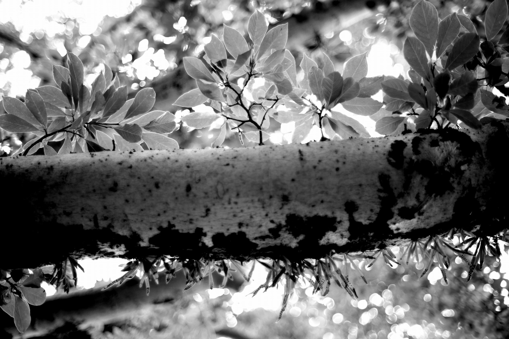 smc PENTAX-FA 50mmF1.4 classic