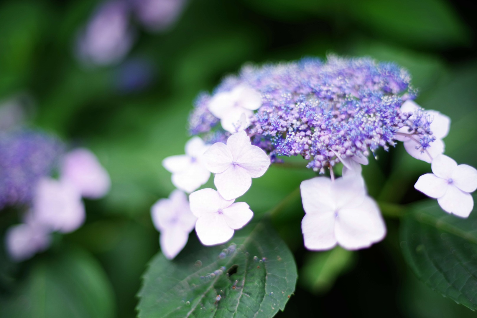 smc PENTAX-FA 50mmF1.4 classic