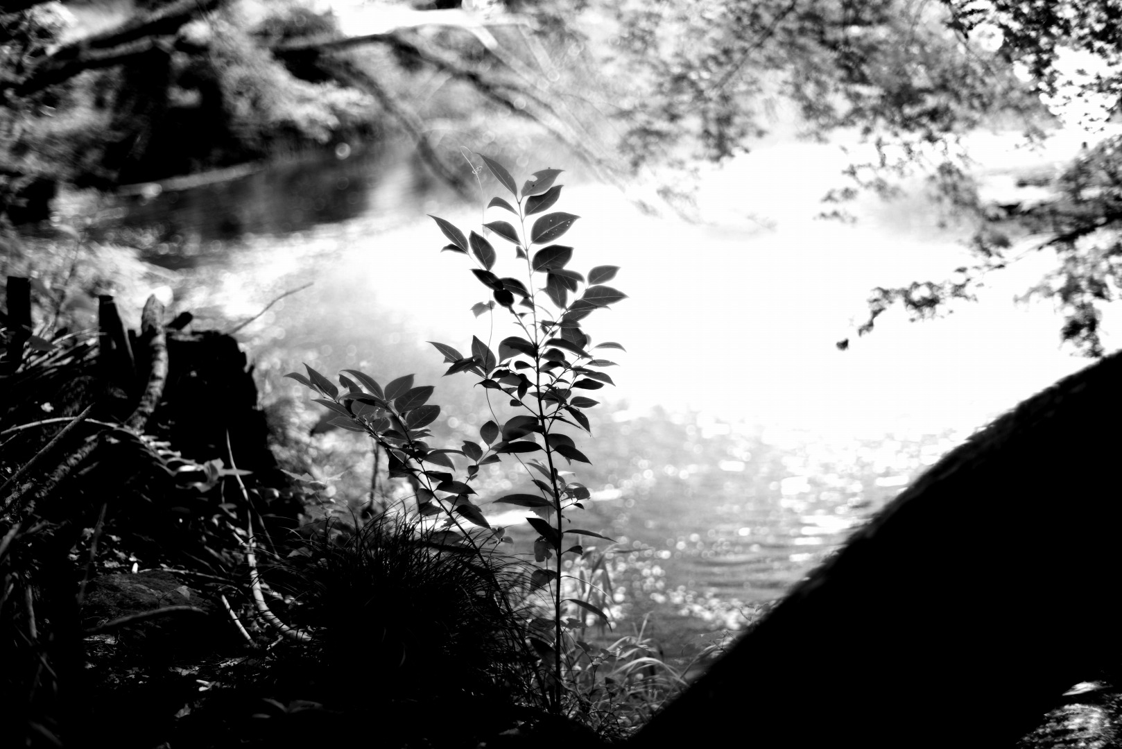 smc PENTAX-FA 50mmF1.4 classic