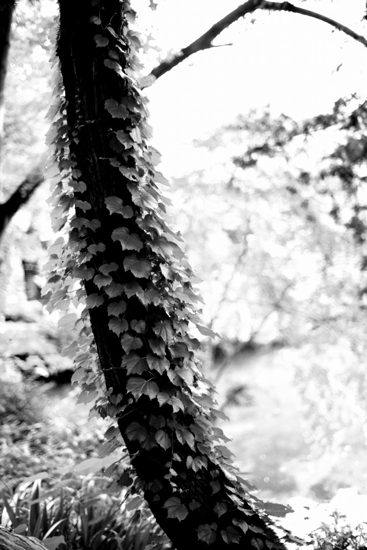 smc PENTAX-FA 50mmF1.4 classic