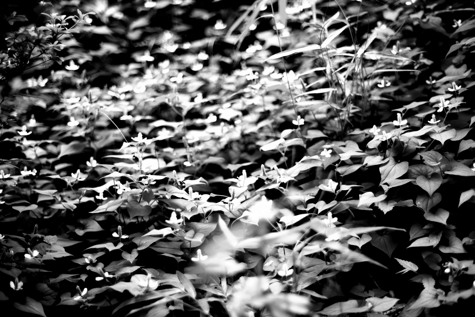 smc PENTAX-FA 50mmF1.4 classic