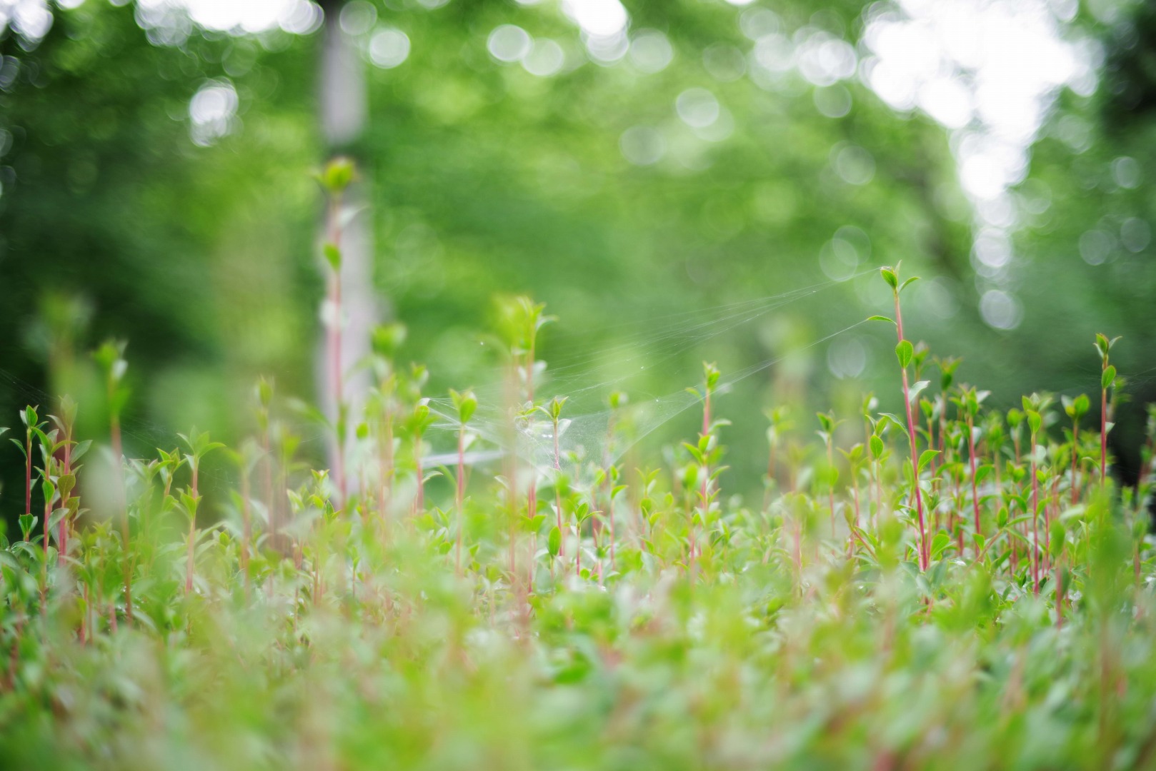 smc PENTAX-FA 50mmF1.4 classic