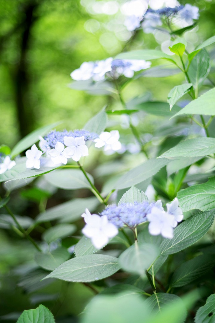 smc PENTAX-FA 50mmF1.4 classic